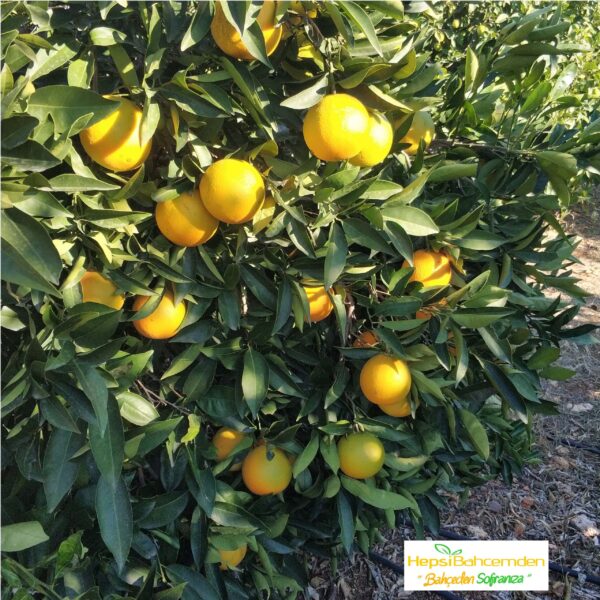55 portakal limon taze dalindan parafinsiz dogal meyve 0629259062405179 scaled 1