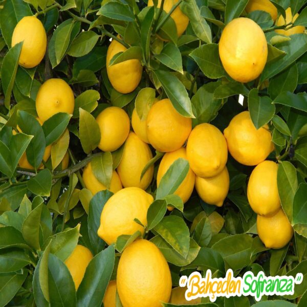 55 portakal limon taze dalindan parafinsiz dogal meyve 1471273901768011 scaled 1
