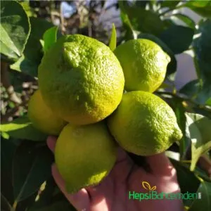 kütdiken Limon agaci fidani