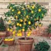 mayer limon ağacı fidani