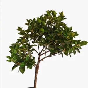 Obatava kamkat ağacı