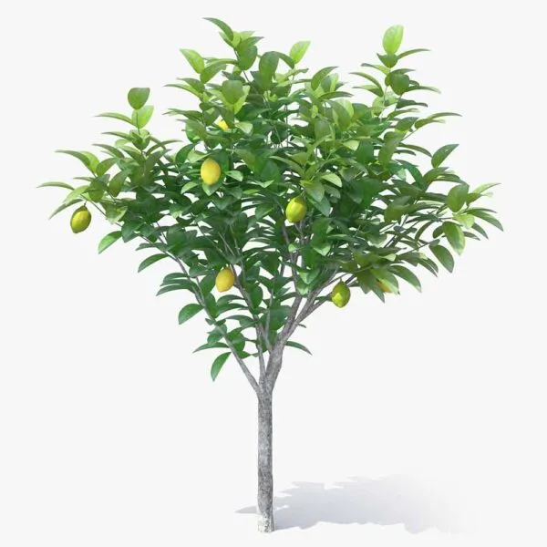Mersin Limon Ağacı