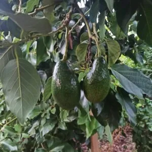 Zutano avokado ağacı meyvesi